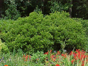 Southern Wax Myrtle in the landscape